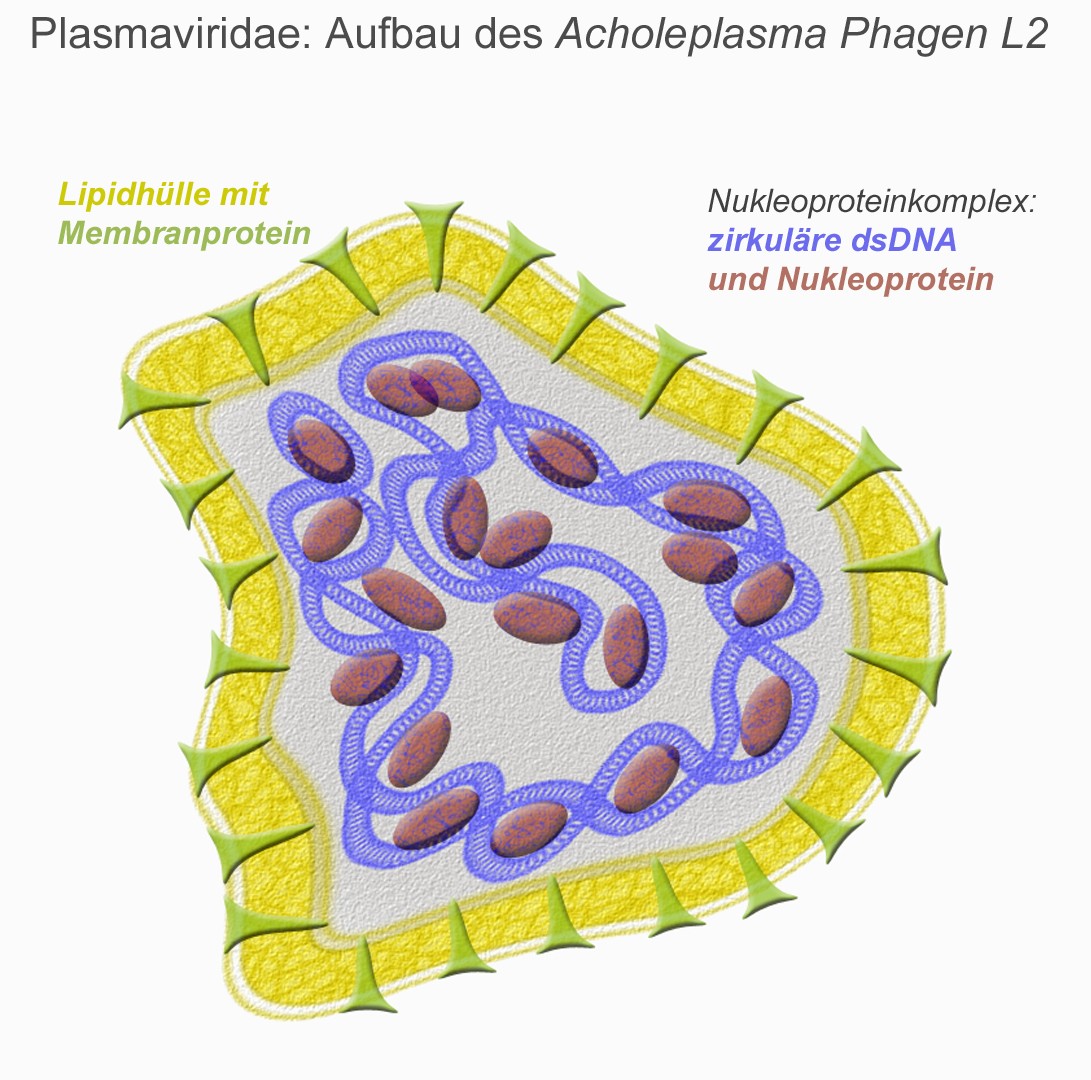 Представитель Семейства Plasmaviridae